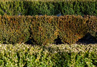 Property Organised hedges